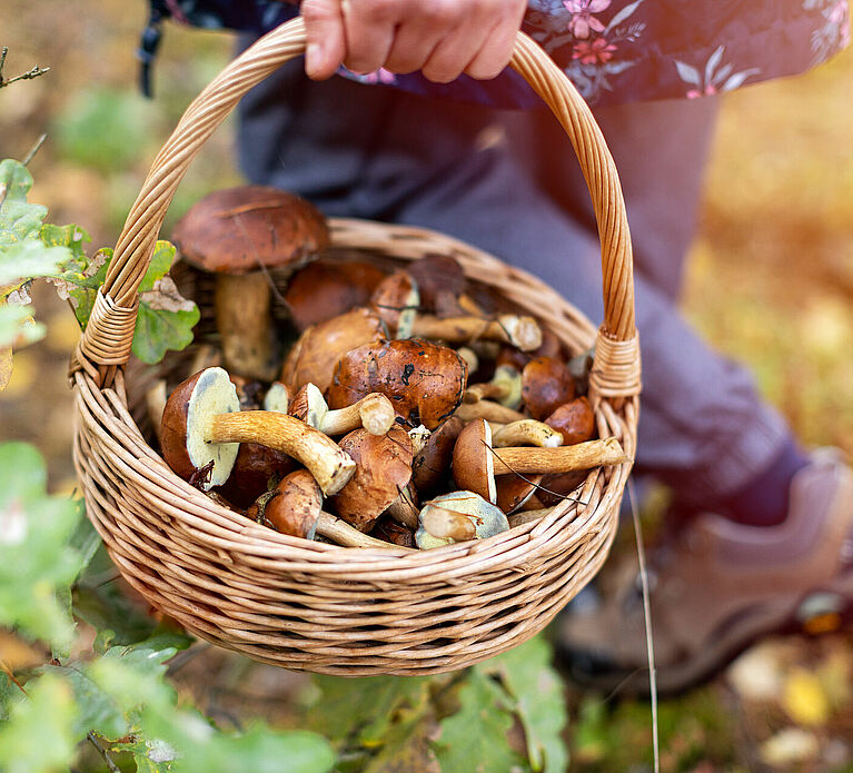 Découverte des champignons